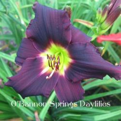 
Date: 2014-07-23
Photo courtesy of O'Bannon Springs Daylilies