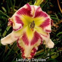 
Date: 2017-06-15
Photo courtesy of Lady Bug Daylilies