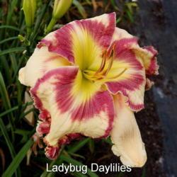 
Date: 2017-06-22
Photo courtesy of Lady Bug Daylilies