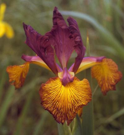 Photo of Spuria Iris (Iris 'Twice Best') uploaded by Joy