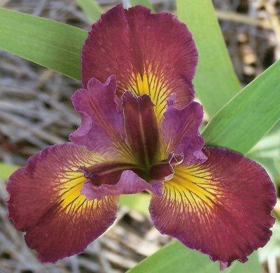 Photo of Louisiana Iris (Iris 'Cajun Love') uploaded by Joy