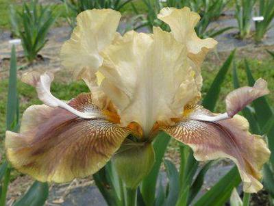 Photo of Tall Bearded Iris (Iris 'Chingalata') uploaded by Joy