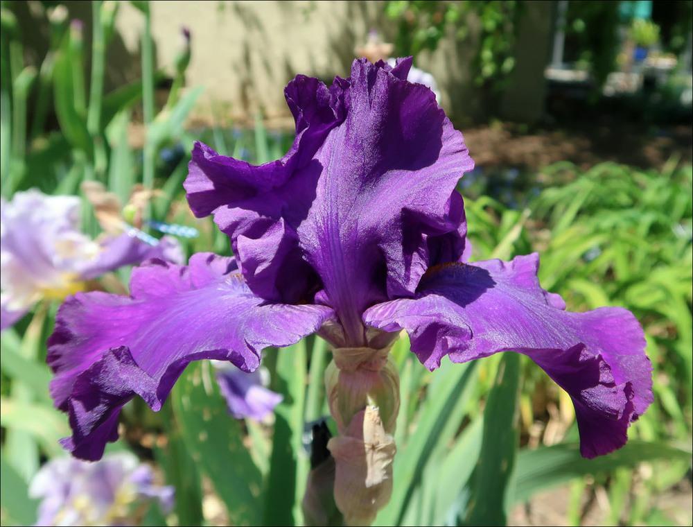 Photo of Tall Bearded Iris (Iris 'Lord Jeff') uploaded by Polymerous