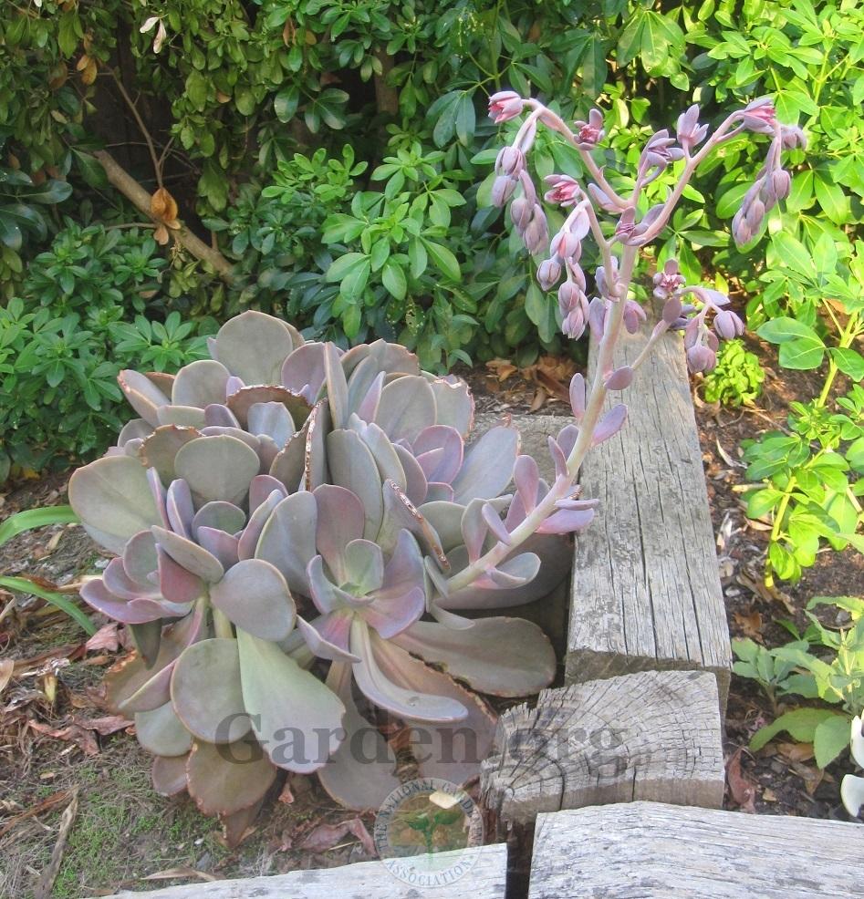 Photo of Echeveria 'Violescens' uploaded by Totally_Amazing