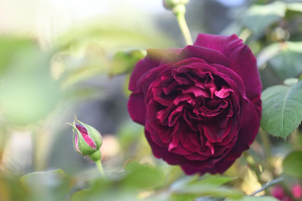 Photo of English Shrub Rose (Rosa 'Munstead Wood') uploaded by cliftoncat