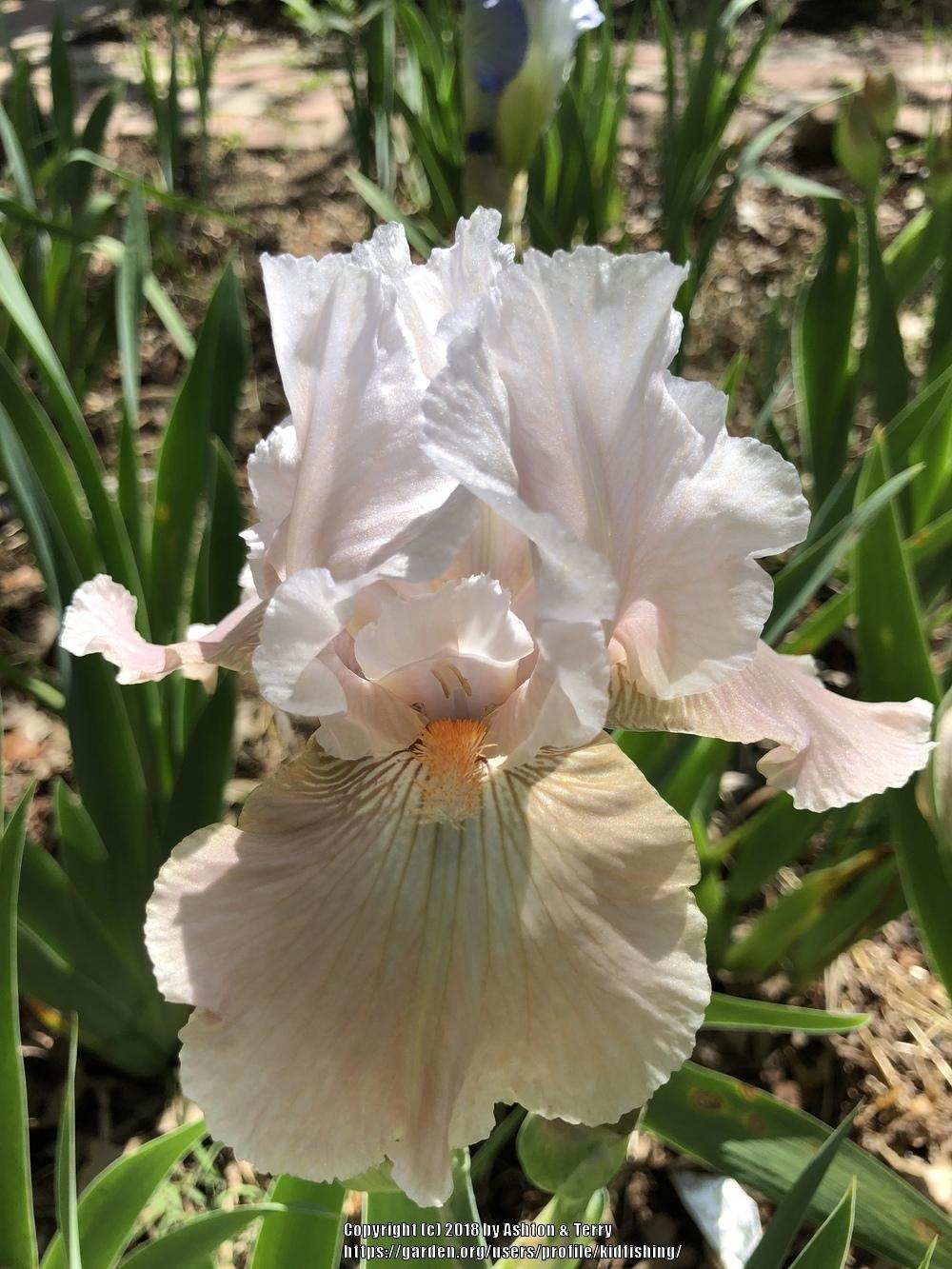 Photo of Border Bearded Iris (Iris 'Victorian Charmer') uploaded by kidfishing