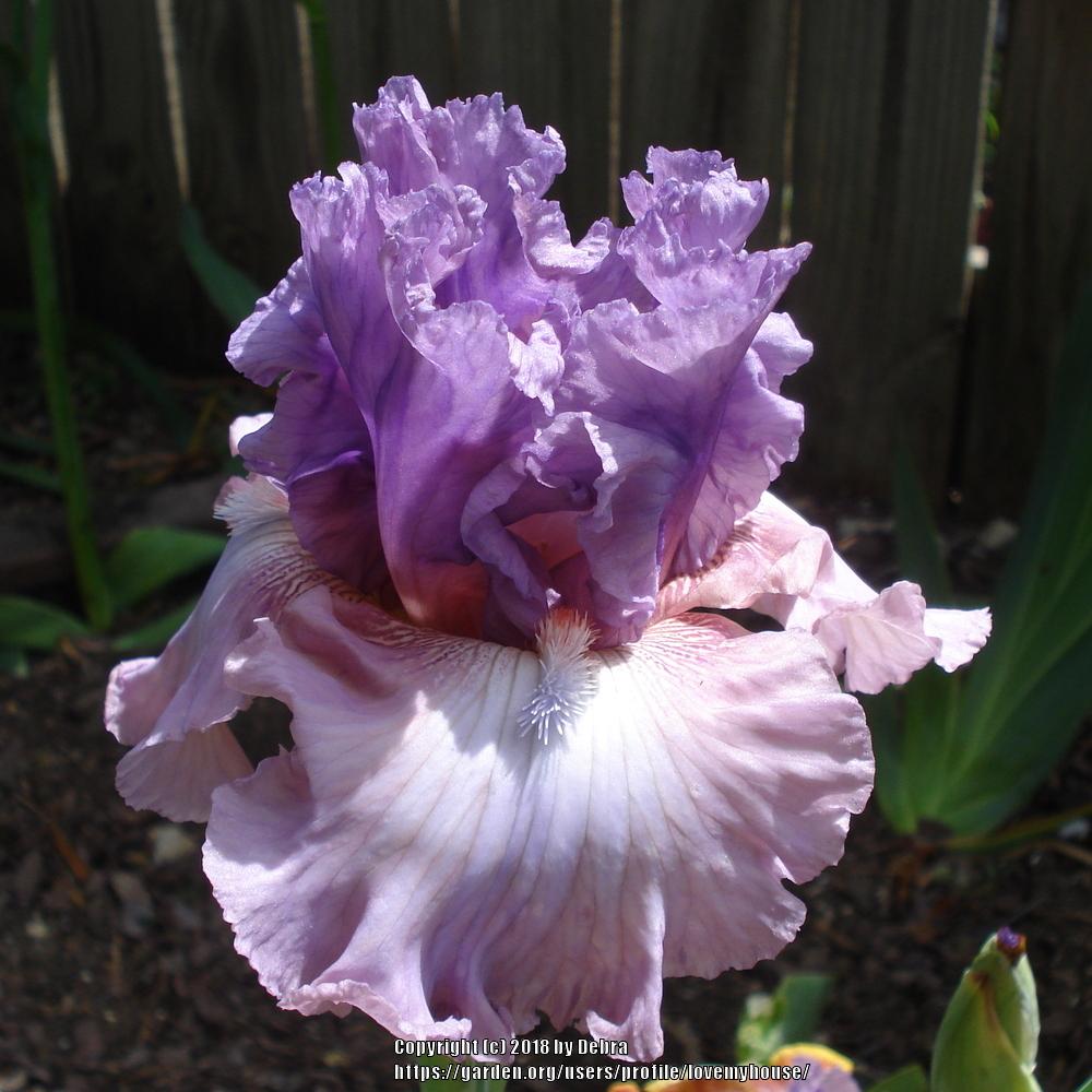 Photo of Tall Bearded Iris (Iris 'Best Friend') uploaded by lovemyhouse