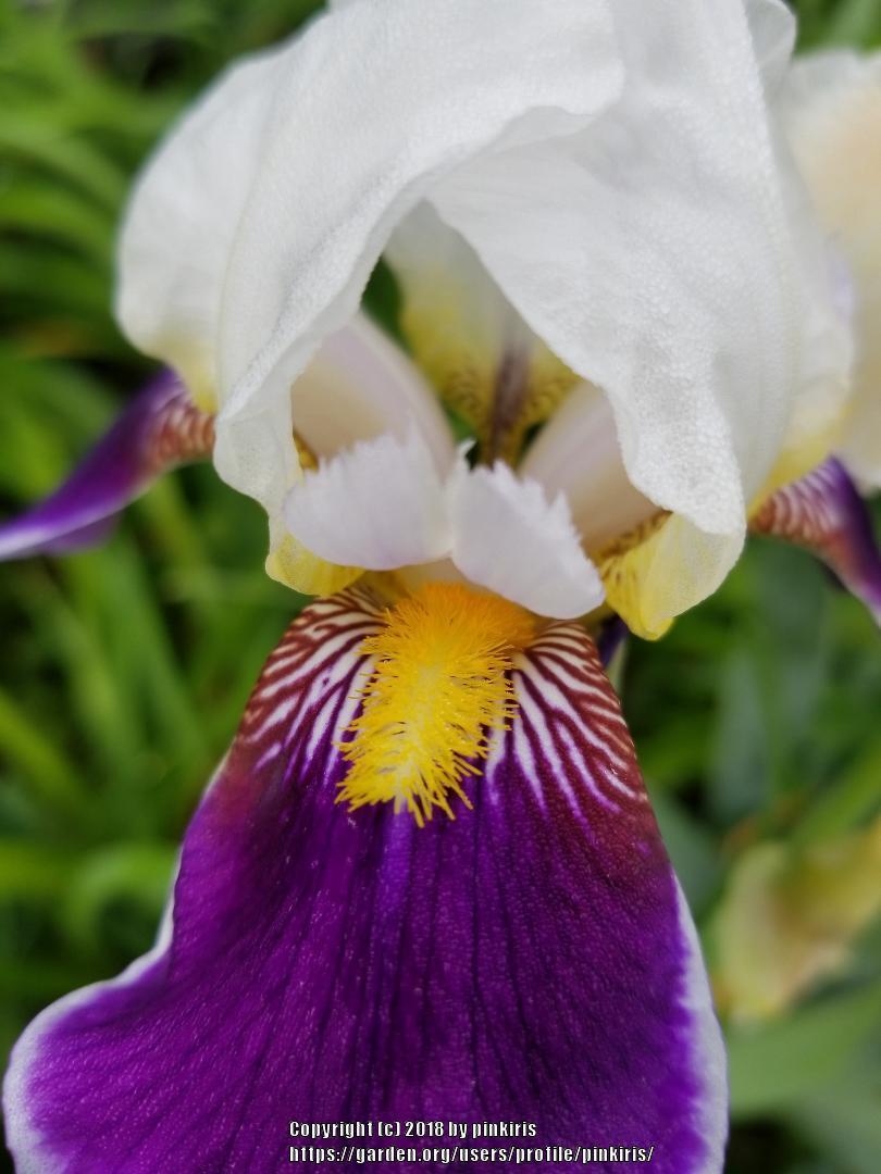 Photo of Tall Bearded Iris (Iris 'Wabash') uploaded by pinkiris