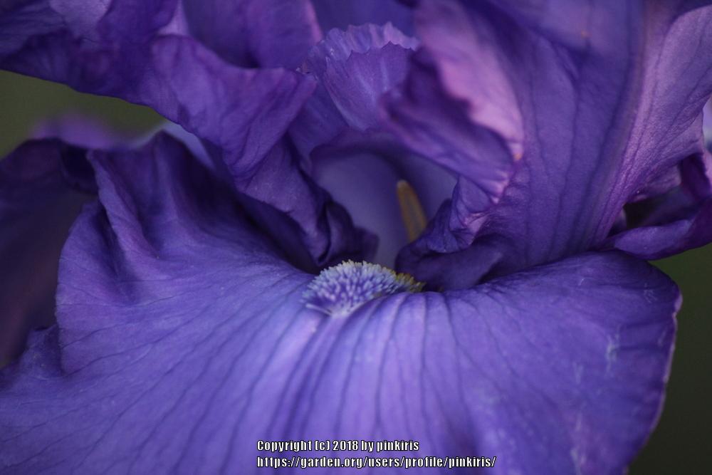 Photo of Tall Bearded Iris (Iris 'Change in the Weather') uploaded by pinkiris