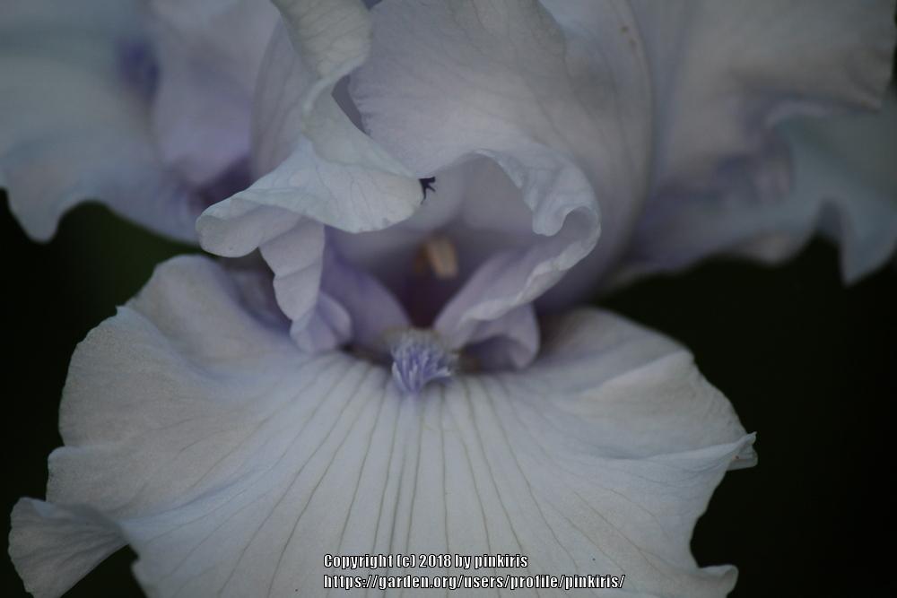 Photo of Tall Bearded Iris (Iris 'Uncle Charlie') uploaded by pinkiris