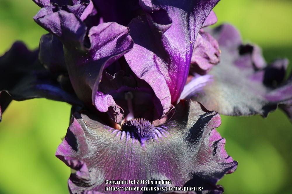 Photo of Tall Bearded Iris (Iris 'Coal Seams') uploaded by pinkiris