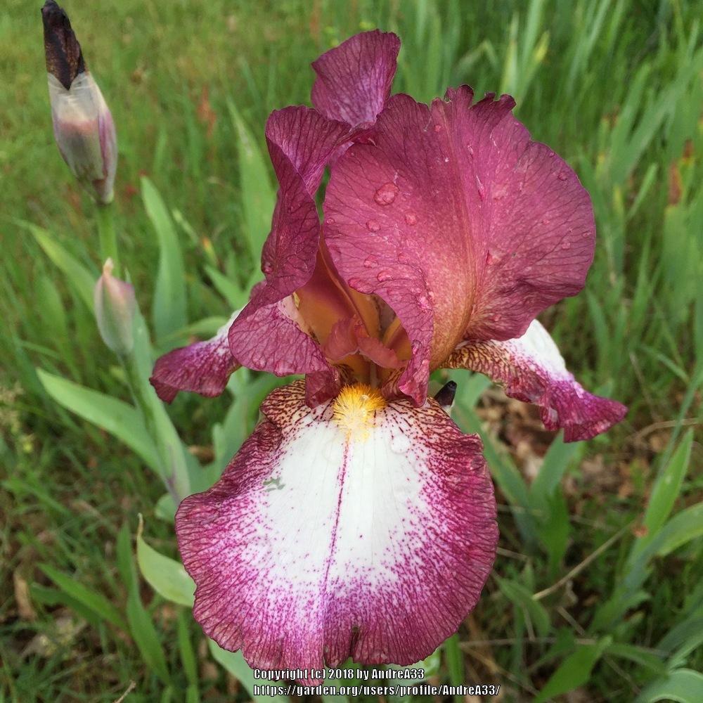 Photo of Tall Bearded Iris (Iris 'Crinoline') uploaded by AndreA33