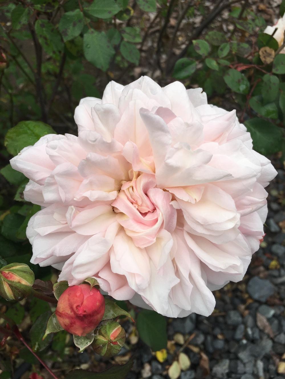 Photo of Rose (Rosa 'Eglantyne') uploaded by Calif_Sue