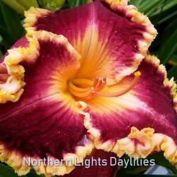 
Date: 2006-06-14
Photo courtesy of Northern Lights Daylilies