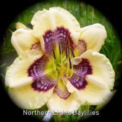 
Date: 2015-06-11
Photo courtesy of Northern Lights Daylilies