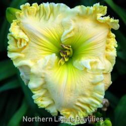 
Date: 2009-05-13
Photo courtesy of Northern Lights Daylilies