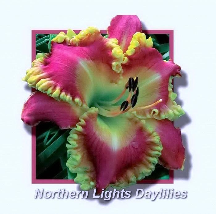 Photo of Daylily (Hemerocallis 'Leprechaun Prince') uploaded by DaylilySLP