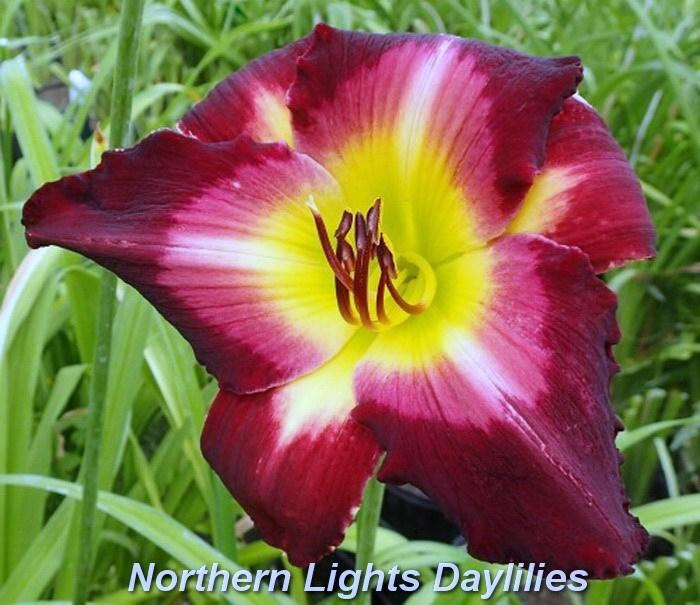 Photo of Daylily (Hemerocallis 'The Ghost and the Darkness') uploaded by DaylilySLP