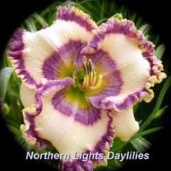 
Date: 2014-06-23
Photo courtesy of Northern Lights Daylilies