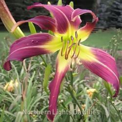 
Photo courtesy of Northern Lights Daylilies