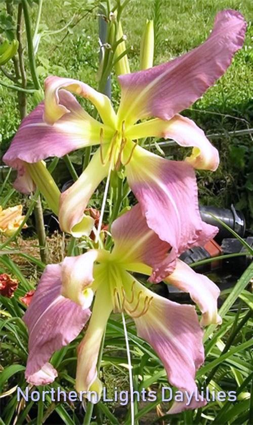 Photo of Daylily (Hemerocallis 'Orchid Convergence') uploaded by DaylilySLP