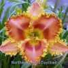 Photo courtesy of Northern Lights Daylilies