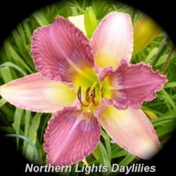 
Date: 2015-07-01
Photo courtesy of Northern Lights Daylilies