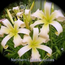 
Date: 2015-06-24
Photo courtesy of Northern Lights Daylilies