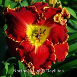 
Date: 2009-05-09
Photo courtesy of Northern Lights Daylilies