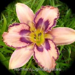
Date: 2016-06-23
Photo courtesy of Northern Lights Daylilies