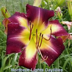 
Date: 2016-06-14
Photo courtesy of Northern Lights Daylilies
