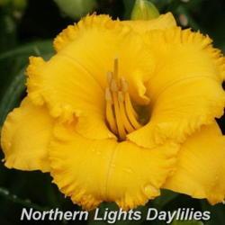 
Photo courtesy of Northern Lights Daylilies