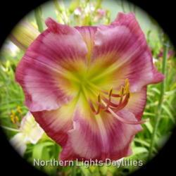 
Date: 2015-06-23
Photo courtesy of Northern Lights Daylilies
