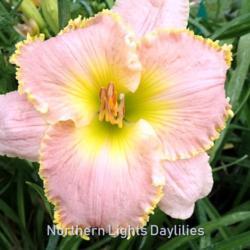 
Date: 2016-06-16
Photo courtesy of Northern Lights Daylilies