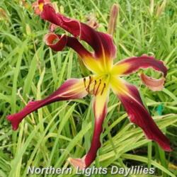 
Date: 2016-06-14
Photo courtesy of Northern Lights Daylilies