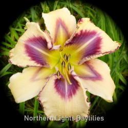 
Date: 2016-06-15
Photo courtesy of Northern Lights Daylilies