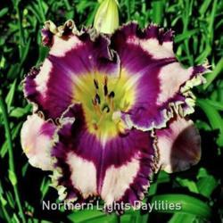 
Date: 2010-05-29
Photo courtesy of Northern Lights Daylilies