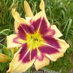 
Date: 2014-07-11
Photo courtesy of Northern Lights Daylilies
