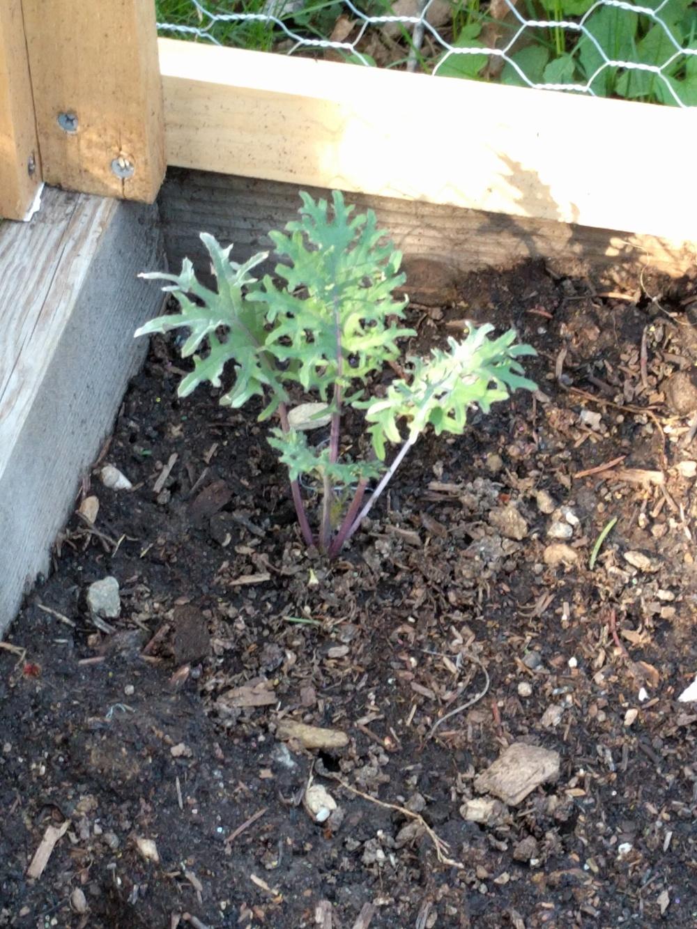 Photo of Siberian Kale (Brassica napus 'Red Russian') uploaded by Dexter0401