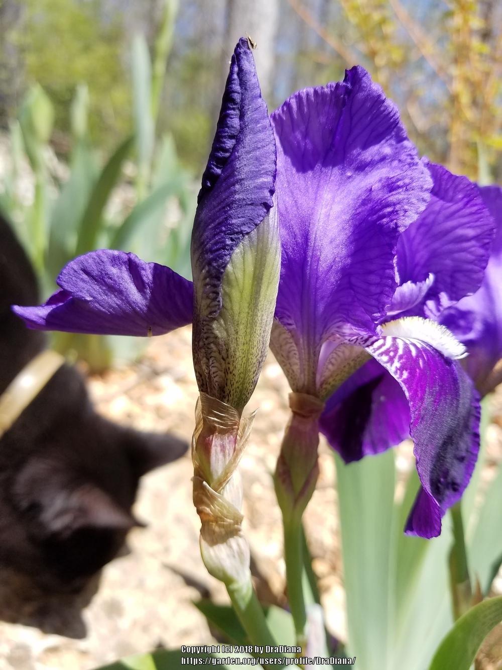 Photo of Intermediate Bearded Iris (Iris 'Eleanor Roosevelt') uploaded by DraDiana