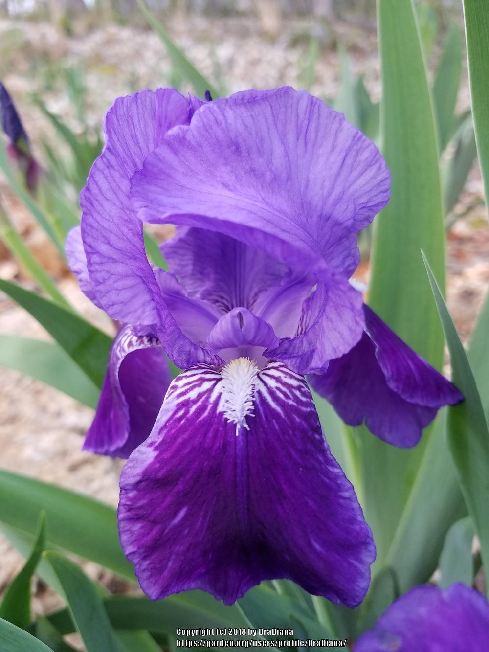 Photo of Intermediate Bearded Iris (Iris 'Eleanor Roosevelt') uploaded by DraDiana