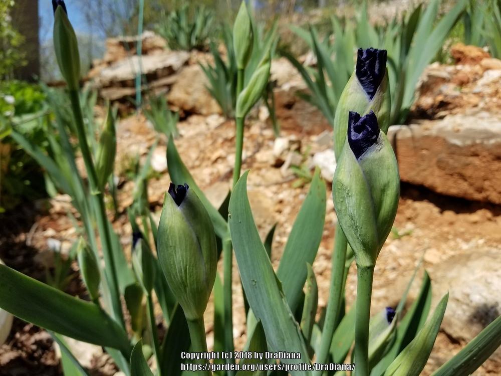Photo of Tall Bearded Iris (Iris 'Stellar Lights') uploaded by DraDiana