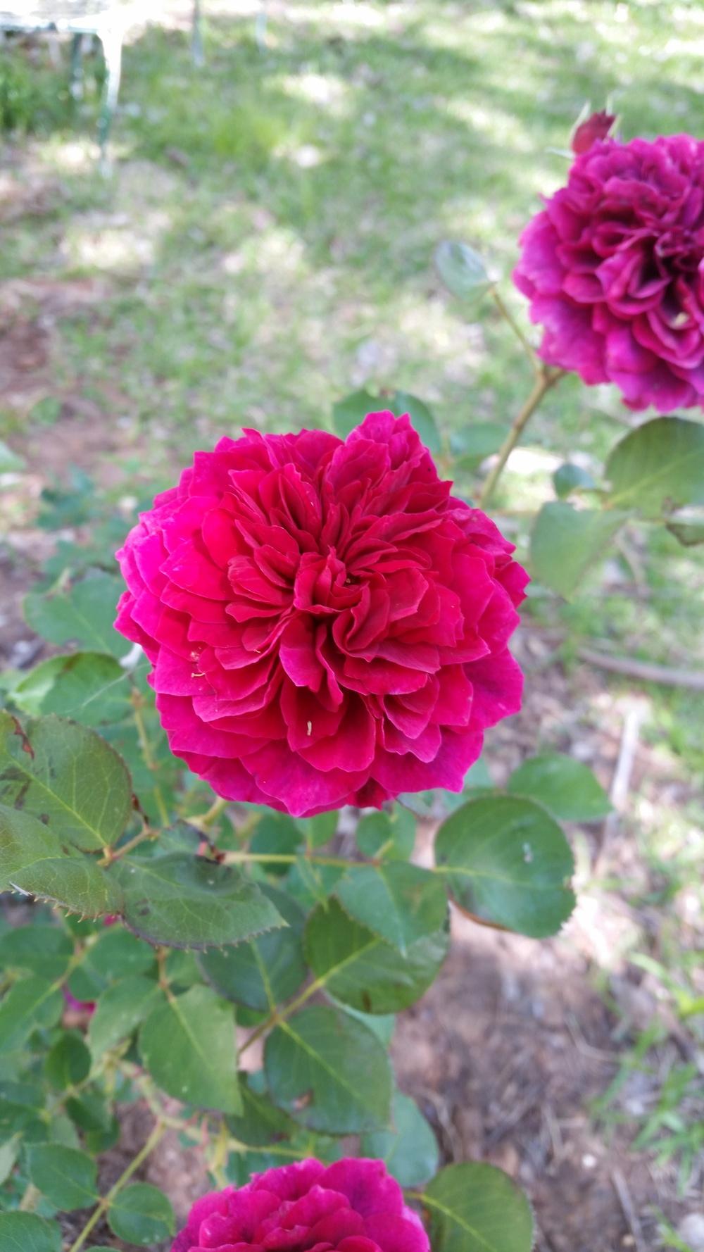 Photo of Rose (Rosa 'Prospero') uploaded by FAIRYROSE