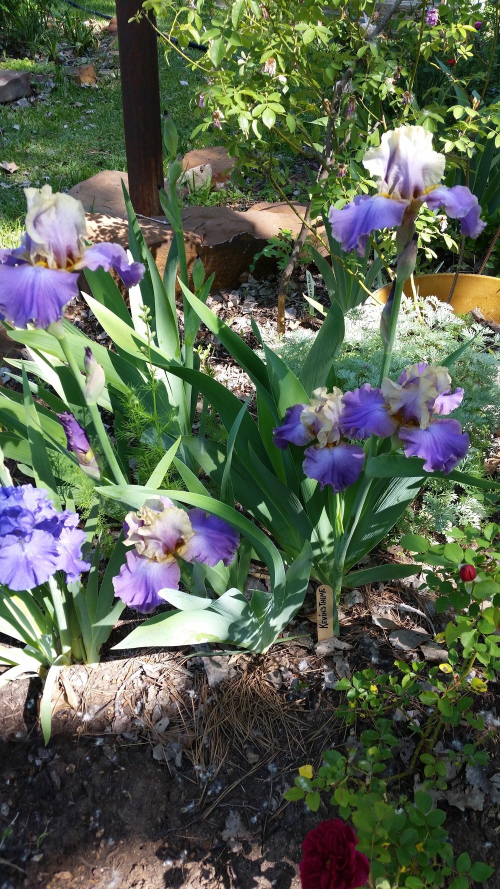 Photo of Tall Bearded Iris (Iris 'Kevin's Theme') uploaded by FAIRYROSE