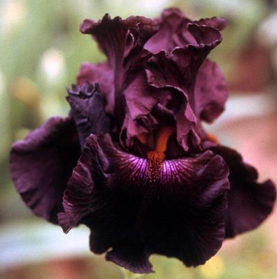 Photo of Tall Bearded Iris (Iris 'Crimson Lights') uploaded by Joy