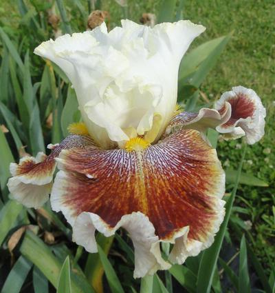 Photo of Tall Bearded Iris (Iris 'Wonders Never Cease') uploaded by Joy