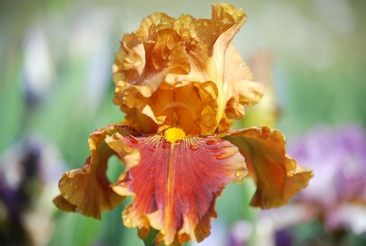 Photo of Tall Bearded Iris (Iris 'Apollodorus') uploaded by Joy