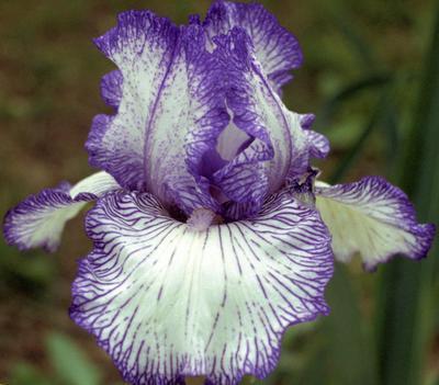Photo of Tall Bearded Iris (Iris 'Autumn Circus') uploaded by Joy