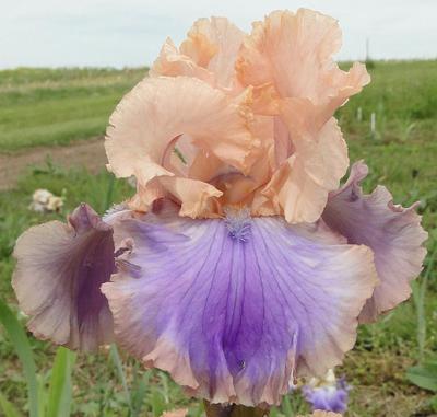 Photo of Tall Bearded Iris (Iris 'Florentine Silk') uploaded by Joy