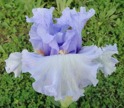 Photo of Tall Bearded Iris (Iris 'Dance Recital') uploaded by Joy